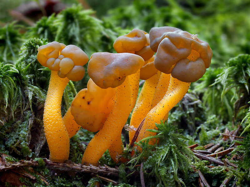 Представитель Класса Leotiomycetes